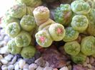 Mammillaria bocasana cv. Fred