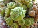 Mammillaria bocasana cv. Fred