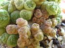 Mammillaria bocasana cv. Fred
