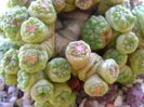 Mammillaria bocasana cv. Fred