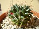 Mammillaria compressa