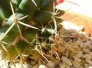 Mammillaria compressa