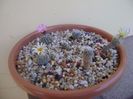 Grup de 6 Turbinicarpus