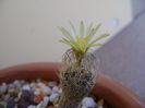 Turbinicarpus krainzianus v. minimus