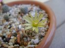 Turbinicarpus krainzianus v. minimus