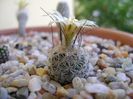 Turbinicarpus krainzianus v. lausseri