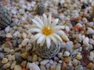 Turbinicarpus krainzianus v. lausseri