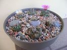 Grup de 7 Turbinicarpus