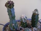 Grup de 3 cactusi altoiti