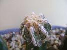 Astrophytum myriostigma cv. Fukuryu reticulatus