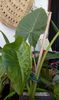 IMG-20170715-WA0011