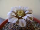 Gymnocalycium obductum