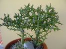 Euphorbia stenoclada