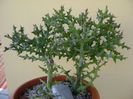 Euphorbia stenoclada