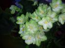 Violeta verde