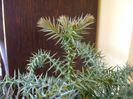 Araucaria cunninghamii v. glauca