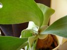 Platycerium bifurcatum