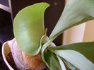 Platycerium bifurcatum