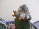 Blossfeldia liliputana