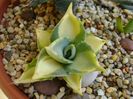 Agave isthmensis cv. Orhi Razin Shirifukurin