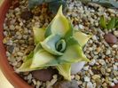 Agave isthmensis cv. Orhi Razin Shirifukurin