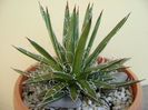 Agave x. leopoldii (A. filifera and A. filifera ssp. schidigiera)