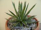 Agave x. leopoldii (A. filifera and A. filifera ssp. schidigiera)