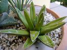 Agave victoria reginae