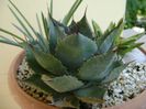 Agave guadalarajana minor