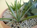 Agave stricta nana "Blue form"