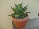 Agave ovatifolia