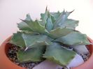 Agave isthmensis