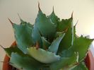 Agave seemanniana