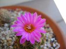 Escobaria hesteri