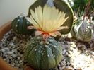 Astrophytum asterias hb.