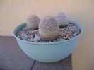 Grup de 3 Mammillaria lasiacantha