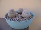 Grup de 3 Mammillaria lasiacantha