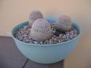 Grup de 3 Mammillaria lasiacantha