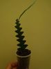 Cryptocereus Athonyanus pt Carmen