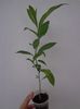 Cestrum Nocturnum  1