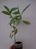 Cestrum Nocturnum 2