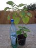 Clerodendron Phillippinum  1