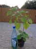 Clerodendron phillippium2