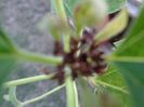 Clerodendrom  bobocel