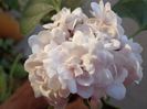Clerodendrum floare