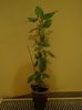 hibiscus variegat. Surinam.