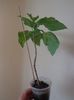 Hibiscus Natal.