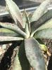 Agave mangave bloodspot spot