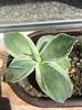 Agave potatorum marginata