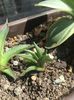 Agave pumila nana